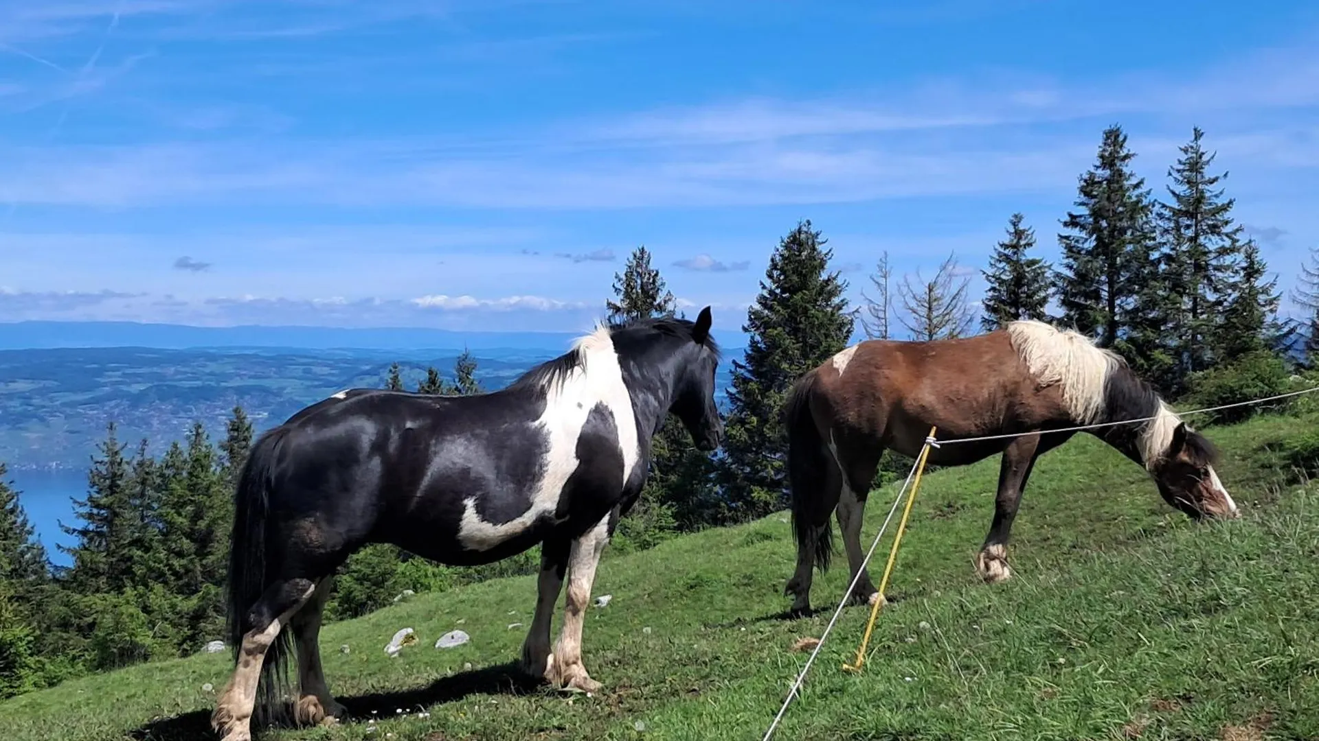 Studio Cosy Au Pied Des Pistes Thollon-les-Memises 0*,
